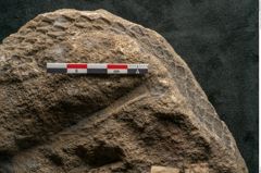 Foto (Detailansicht) von Lepidodendron aculeatum St. (NHMW-GEO-2024-0188-11019)